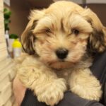 Thomas-male-havanese-puppy-for-sale- (7)