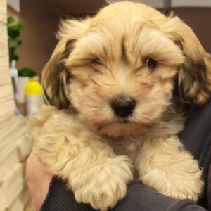 Thomas Havanese Thomas Havanese