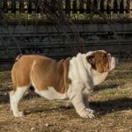 Thor-male-english-bulldog-puppy-for-sale- (1)