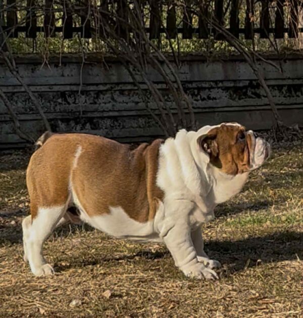 Thor English Bulldog Thor English Bulldog