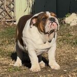 Thor-male-english-bulldog-puppy-for-sale- (2)