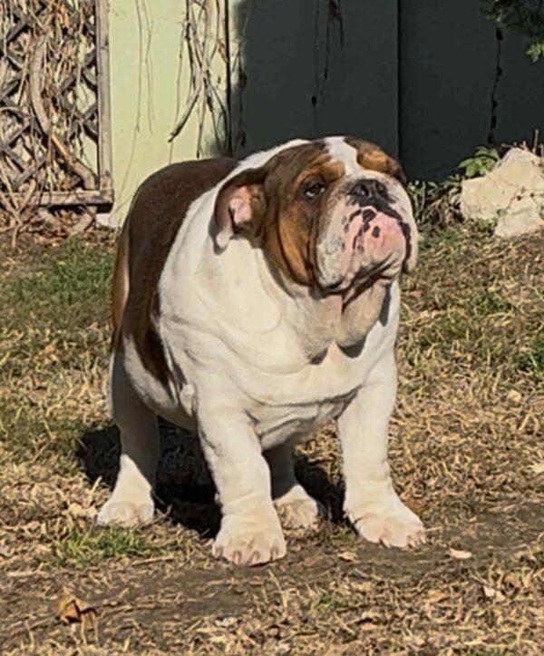 Thor English Bulldog Thor English Bulldog