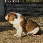 Thor-male-english-bulldog-puppy-for-sale- (3)