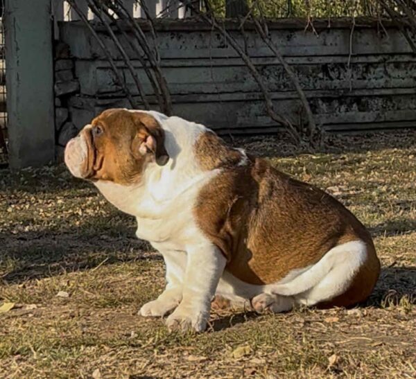 Thor English Bulldog Thor English Bulldog