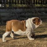 Thor-male-english-bulldog-puppy-for-sale- (4)