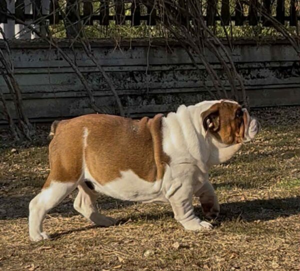 Thor English Bulldog Thor English Bulldog