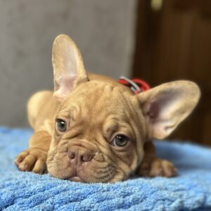 Timochka French Bulldog