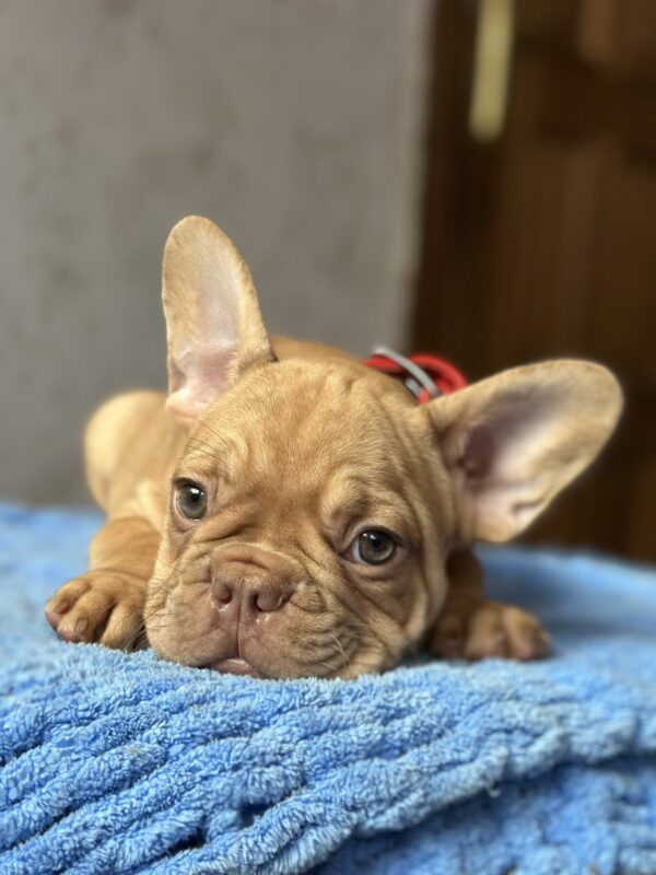 Timochka French Bulldog Timochka French Bulldog