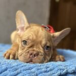 Timochka-male-french-bulldog-puppy-for-sale-1 (2)