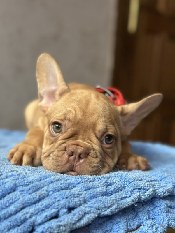 Timochka French Bulldog Timochka French Bulldog