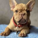 Timochka-male-french-bulldog-puppy-for-sale-1 (3)