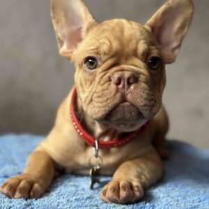 Timochka French Bulldog