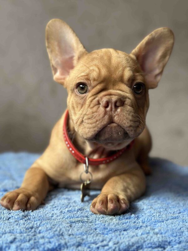 Timochka French Bulldog Timochka French Bulldog