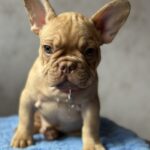 Timochka-male-french-bulldog-puppy-for-sale-1 (4)