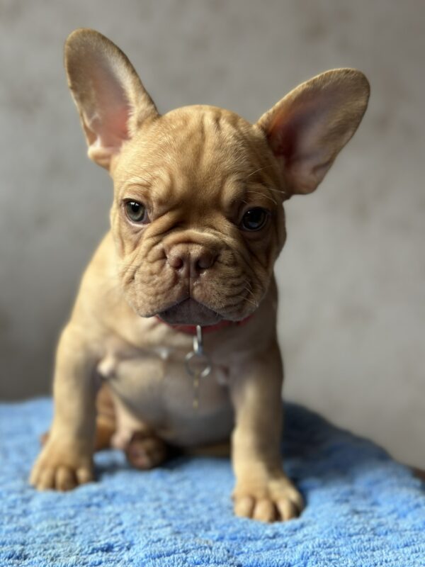 Timochka French Bulldog Timochka French Bulldog