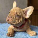Timochka-male-french-bulldog-puppy-for-sale-1 (5)