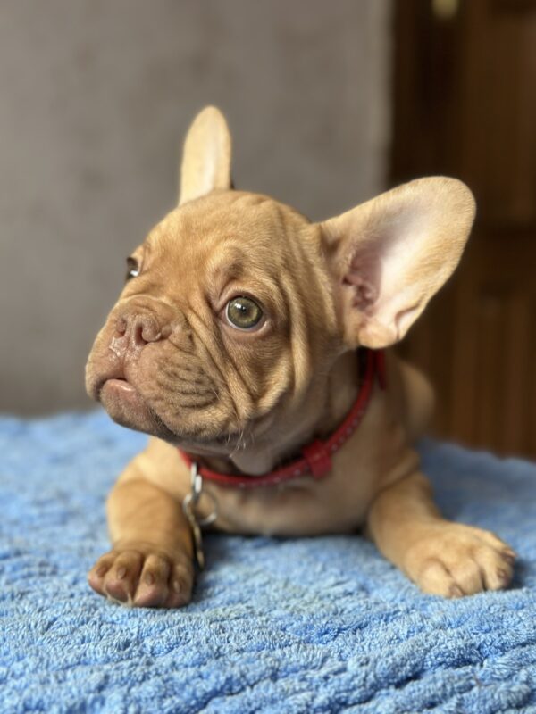 Timochka French Bulldog Timochka French Bulldog