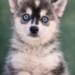 Tina-female-Pomsky-puppy-for-sale-1-1