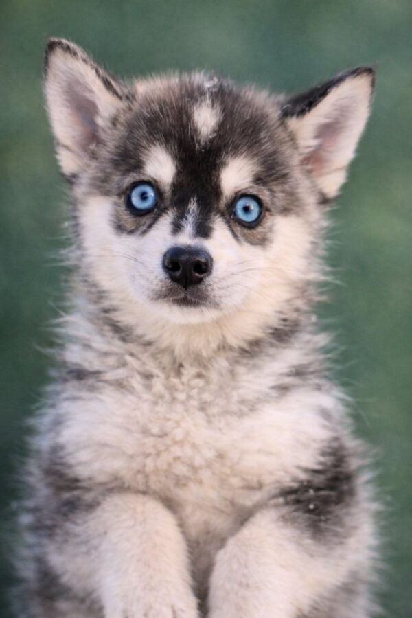 Tina Pomsky Tina Pomsky