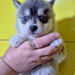 Tina-female-Pomsky-puppy-for-sale-1