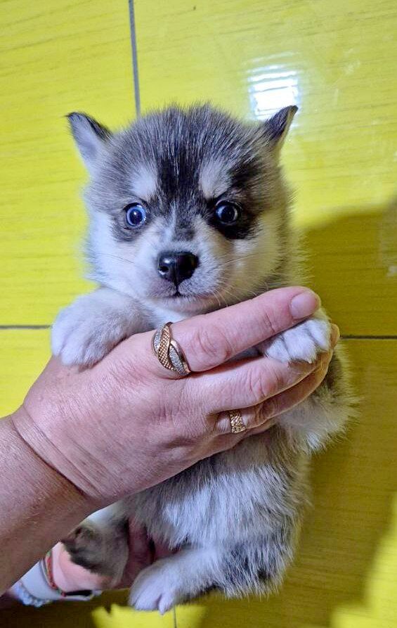 Tina Pomsky Tina Pomsky