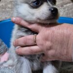Tina-female-Pomsky-puppy-for-sale-2