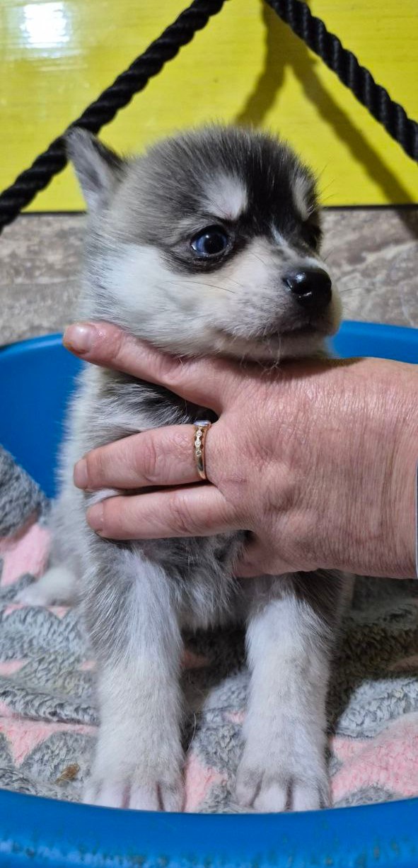 Tina Pomsky Tina Pomsky