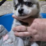 Tina-female-Pomsky-puppy-for-sale-3