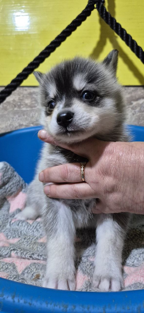 Tina Pomsky Tina Pomsky