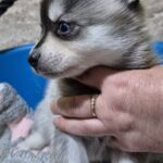 Tina-female-Pomsky-puppy-for-sale-4