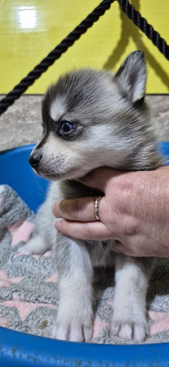 Tina Pomsky Tina Pomsky