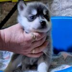 Tina-female-Pomsky-puppy-for-sale-5