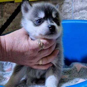 Tina Pomsky Tina Pomsky