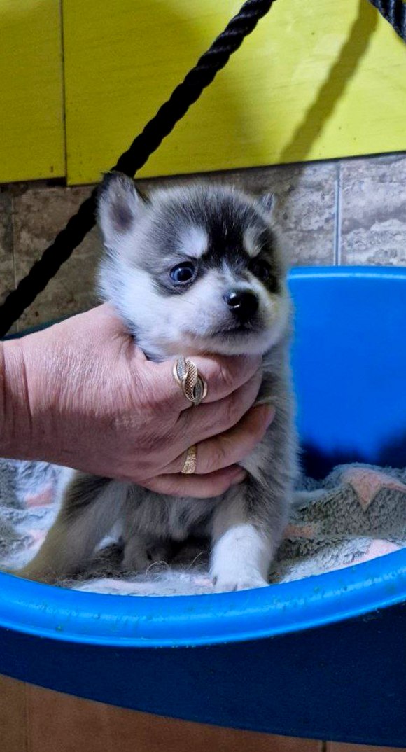 Tina Pomsky Tina Pomsky
