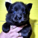 Tora-female-Pomsky-puppy-for-sale-1