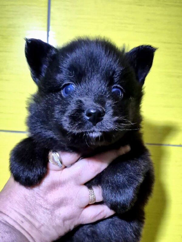 Tora Pomsky Tora Pomsky