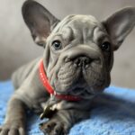 Uinston-male-french-bulldog-puppy-for-sale-1 (1)