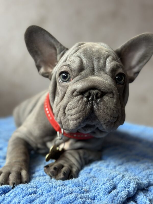 Uinston Big Rope French Bulldog Uinston Big Rope French Bulldog