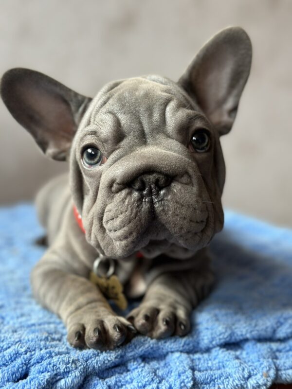 Uinston Big Rope French Bulldog Uinston Big Rope French Bulldog