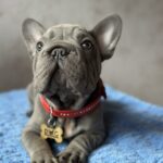 Uinston-male-french-bulldog-puppy-for-sale-1 (3)