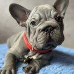 Uinston-male-french-bulldog-puppy-for-sale-1 (4)