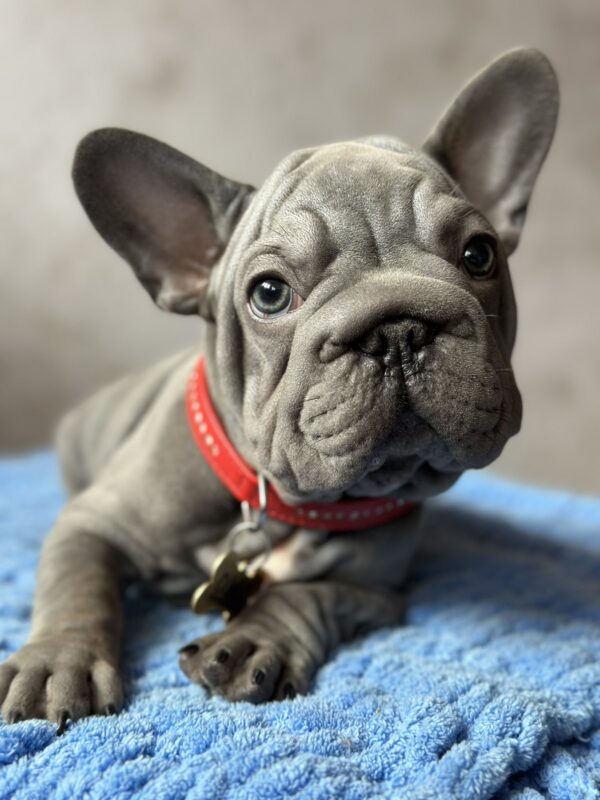 Uinston Big Rope French Bulldog Uinston Big Rope French Bulldog