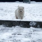 Ulrick-male-Samoyed-puppy-for-sale-1