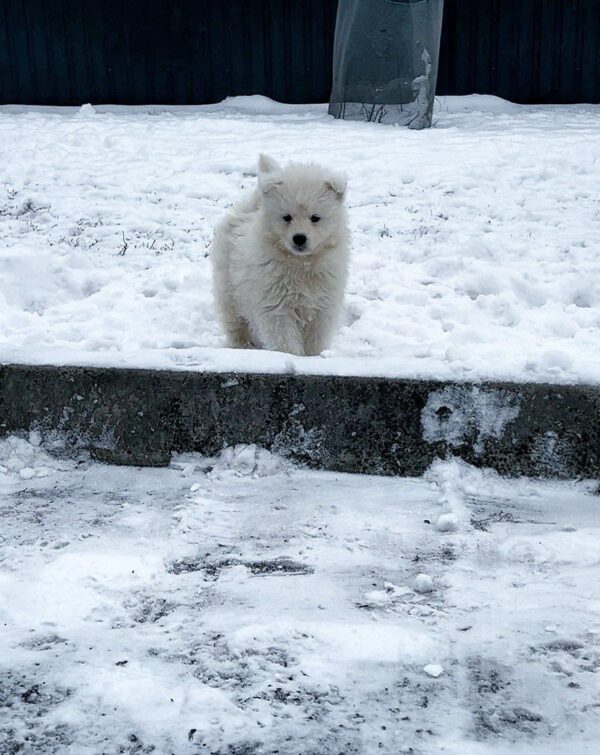 Ulrick Samoyed Ulrick Samoyed