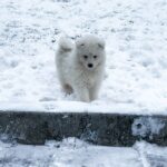 Ulrick-male-Samoyed-puppy-for-sale-2