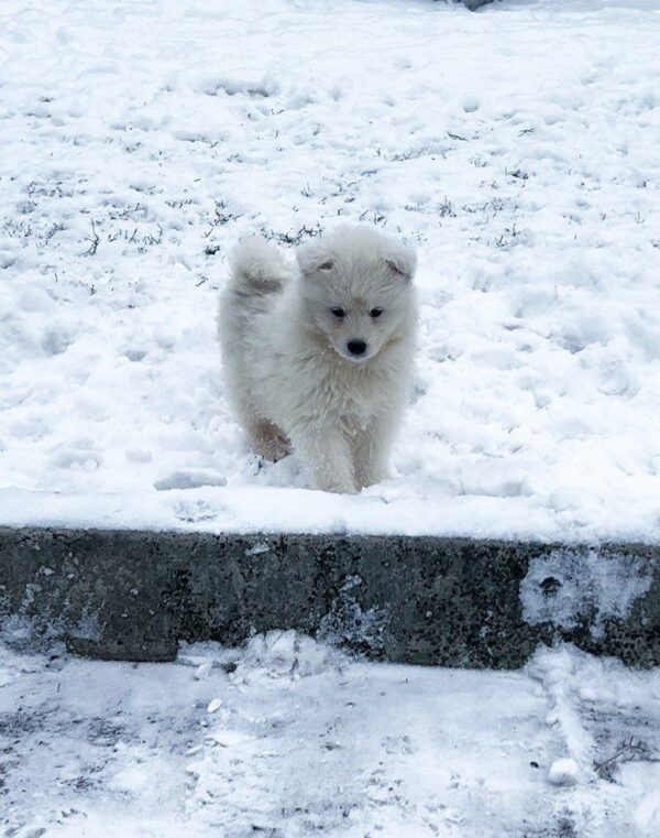 Ulrick Samoyed Ulrick Samoyed