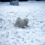 Ulrick-male-Samoyed-puppy-for-sale-3