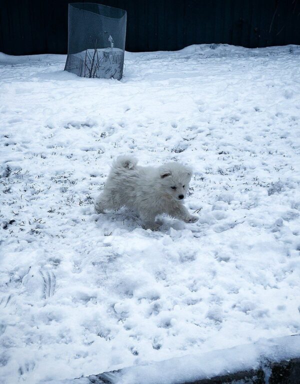 Ulrick Samoyed Ulrick Samoyed
