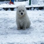 Ulrick-male-Samoyed-puppy-for-sale-4