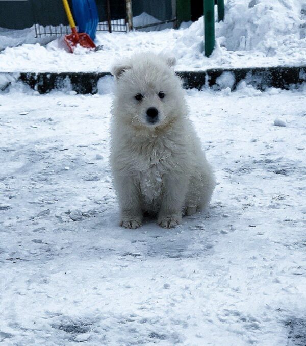 Ulrick Samoyed Ulrick Samoyed